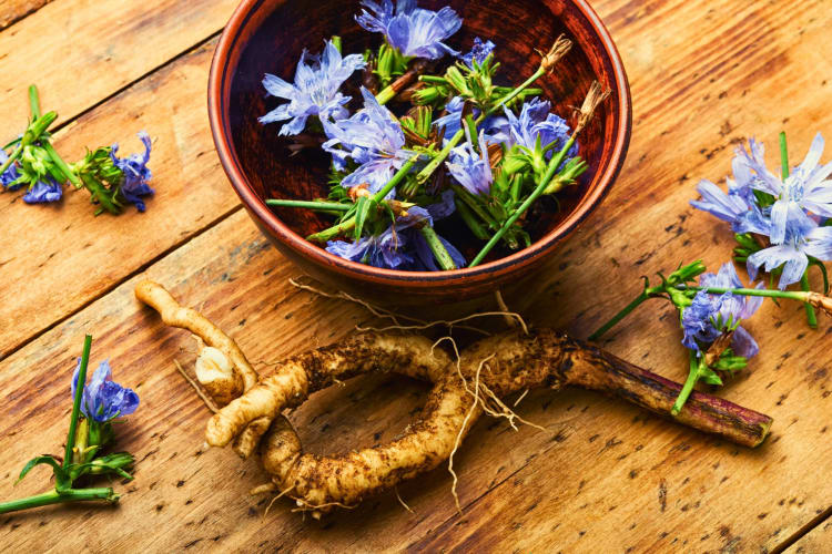 Studies suggest that incorporating chicory into the diet can encourage a prebiotic vs probiotic equilibrium, enhancing digestion and supporting overall health. 