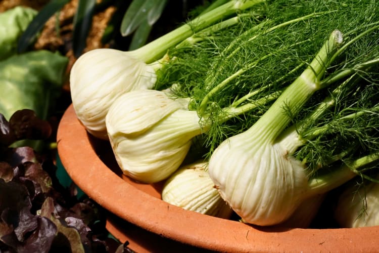 raw Fennel