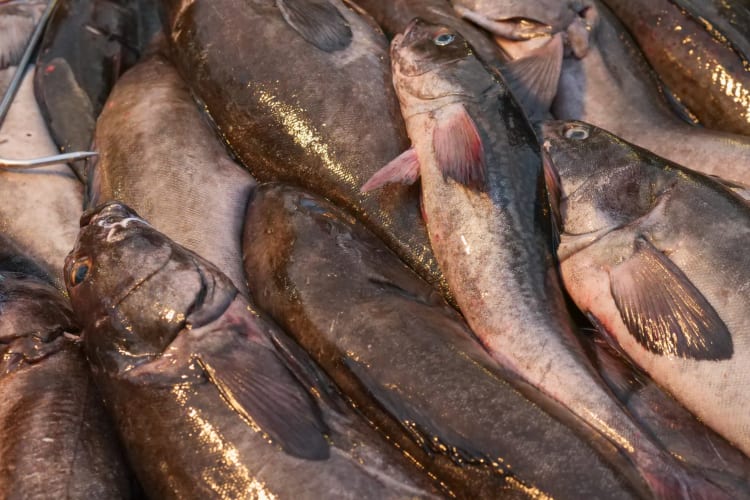 Sablefish is found on the ocean floor of the Northern Pacific and Alaska