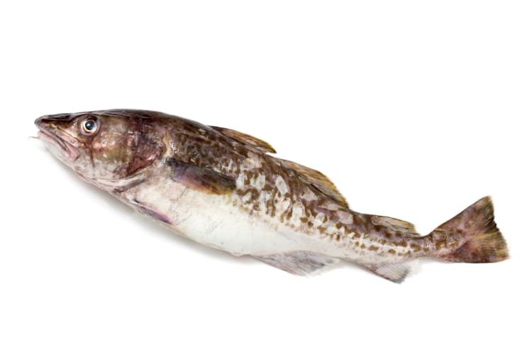 This type of fish has smooth, velvet-like charcoal gray-colored skin