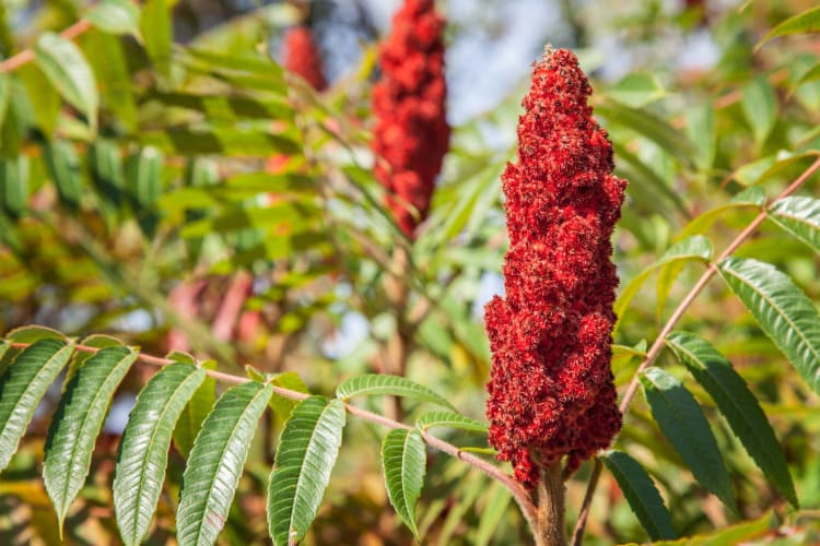 The poisonous sumac plant has white berries instead of red