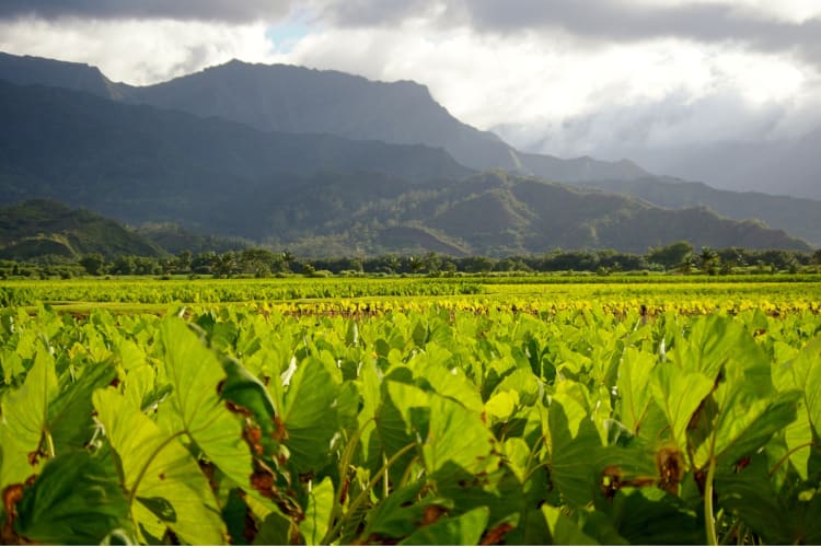 A taro farm next to green hills