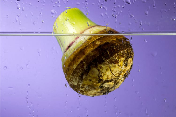 A taro root in water