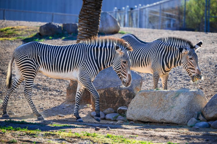 Zebras at the Phoenix Zoo