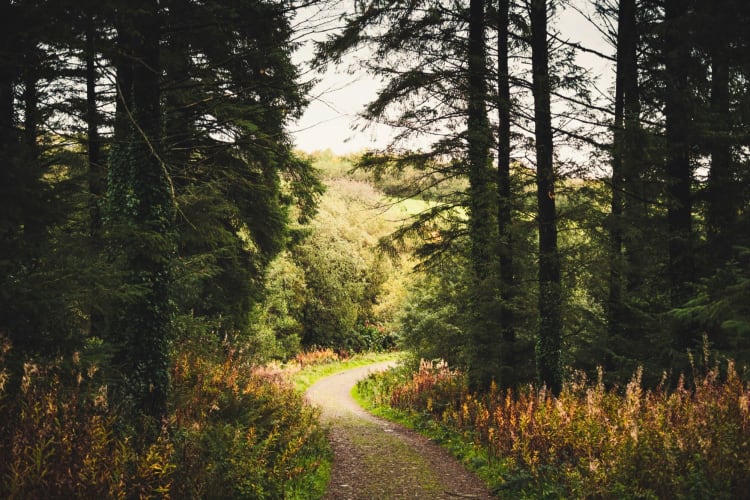 Woodland nature tours are a great team building activity in Edinburgh.