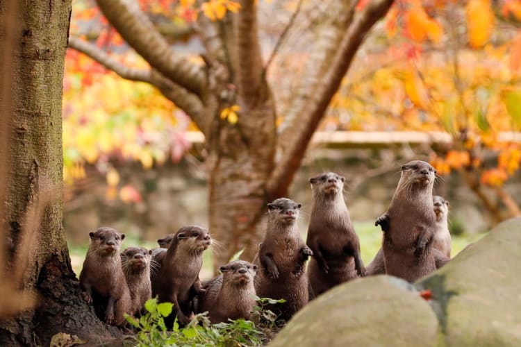 Otters at Edinburgh zoo in the Autumn.