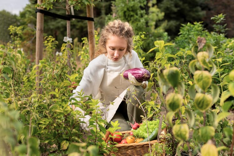 woman in the garden picking summer vegetables