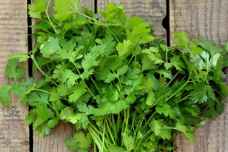 Cilantro Substitutes Guide for 2024 Cozymeal