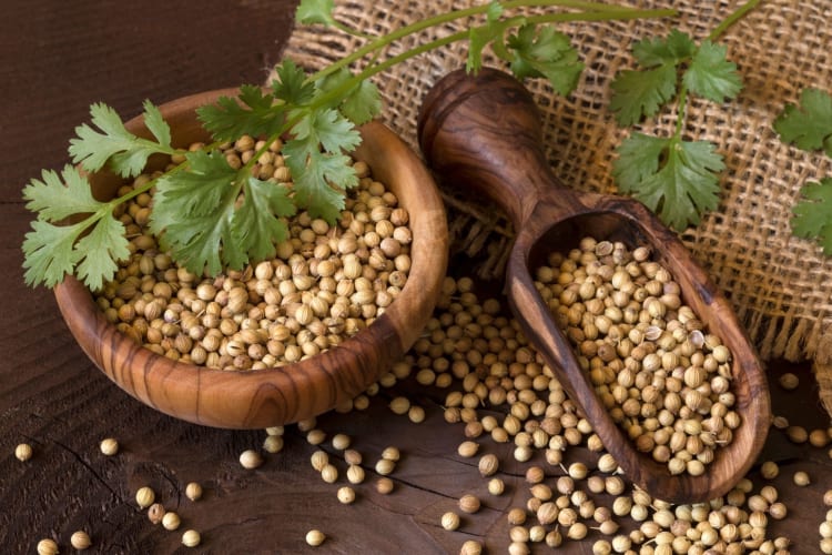 fresh cilantro and coriander seeds