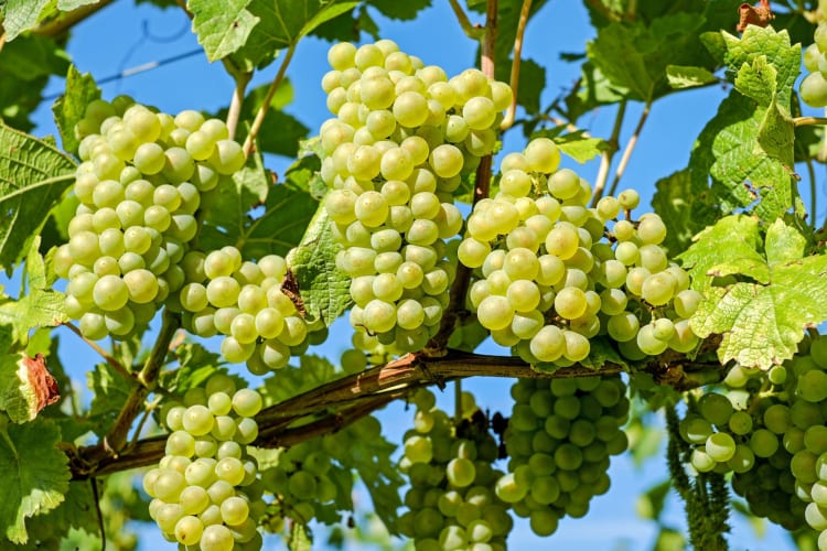 cotton candy grapes