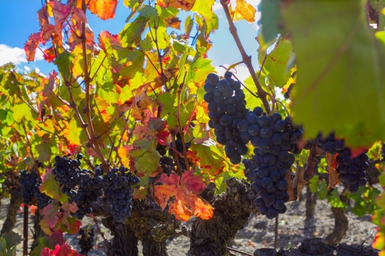 grapes growing in a French wine region