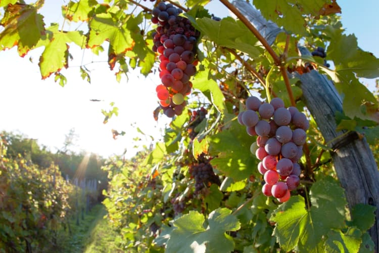 Italian Wine Regions Wines of Italy Cozymeal