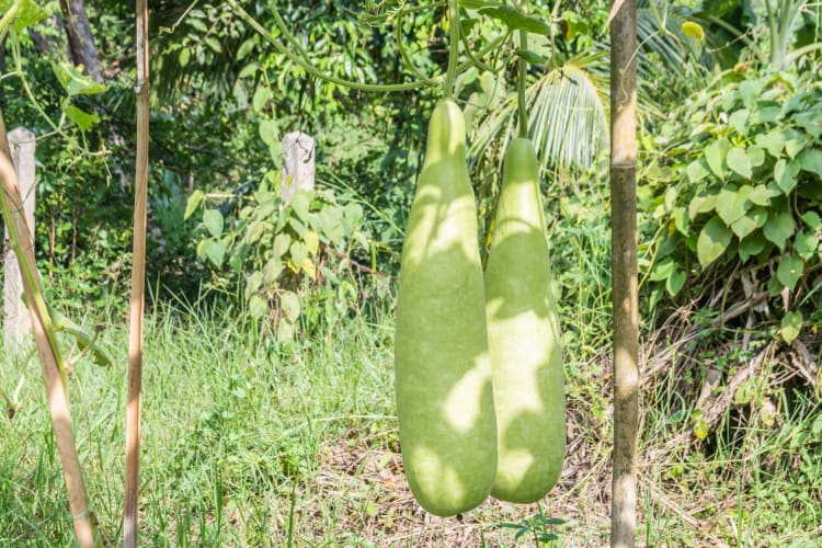 winter melon growing on a vine