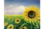 Sunflower Meadow