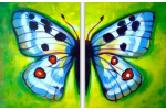 Beautiful Butterfly Symetry