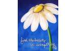 The Beauty of a Daisy - Pearland
