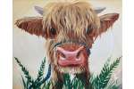 Highland Cattle Portrait