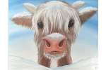 Curious, Coy & Captivating Highland Calf