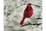 A Winter Cardinal
