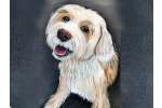 Pet Portraits for a Cause - Fundraiser