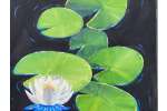 Stunning Water Lilies