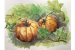 Plump Watercolor Pumpkins