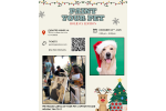Custom Holiday Pet Portraits
