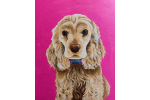 Pet Picture