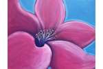 Hibiscus Blooms