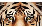Eye of the Tiger