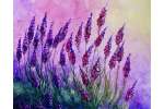 Luscious Lavender  - Sacramento