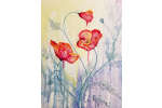 Watercolor Poppies  - Norfolk