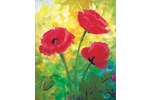 Red Poppies! - Boston