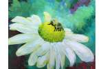 Bee-utiful Daisy - Cincinnati
