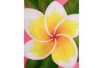 Plumeria Paradise  - Phoenix