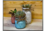 Paint and Plant Succulents - Brick