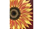 Big and Bold Fall Sunflower