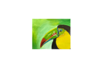 Cute and Colorful Toucan