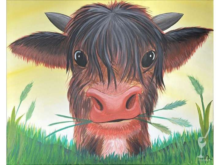 Curious Highland Cow