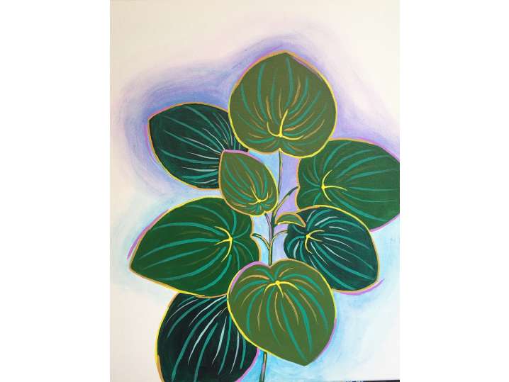 Pretty Pilea - Norman