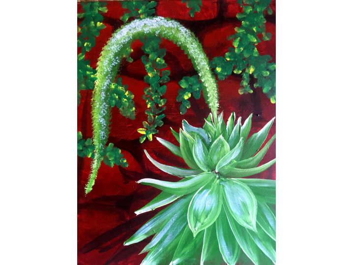 Decorative Succulents