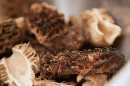 morel mushrooms