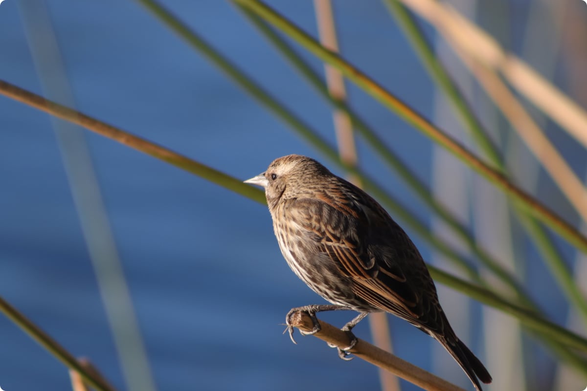 Master Your Camera Controls - The Riparian Preserve At Water Ranch Review Photo from Photography Class in Phoenix 2
