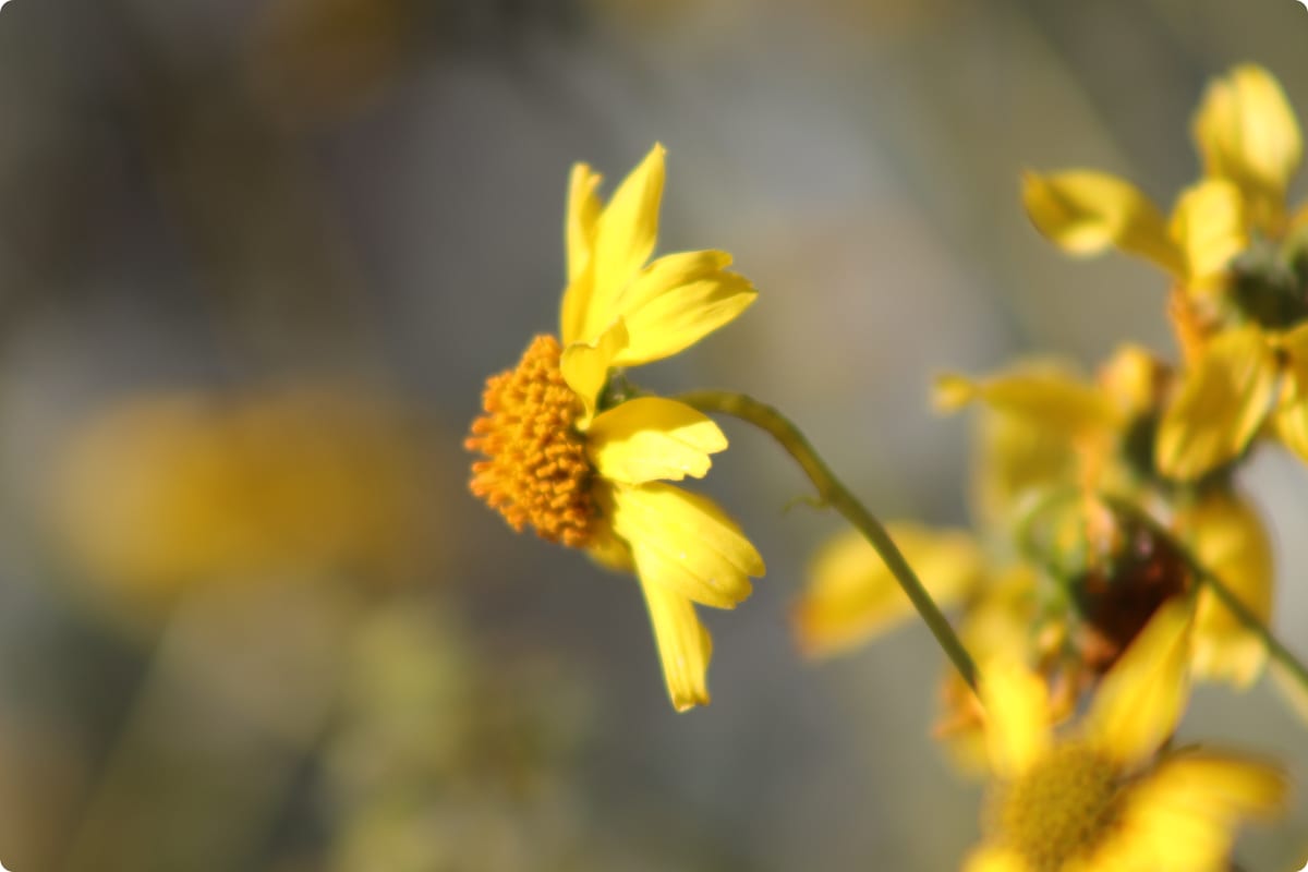 Master Your Camera Controls - The Riparian Preserve At Water Ranch Review Photo from Photography Class in Phoenix 3