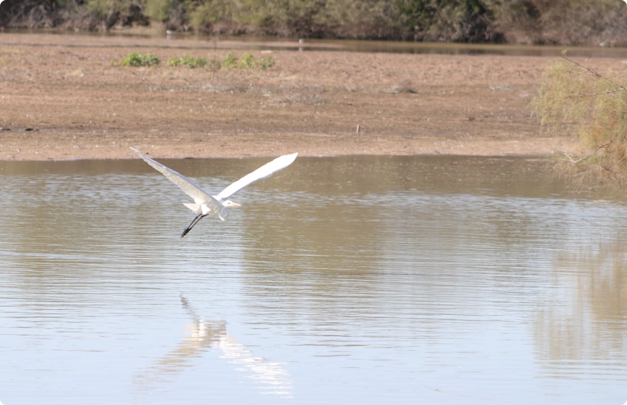 Master Your Camera Controls - The Riparian Preserve At Water Ranch Review Photo from Photography Class in Phoenix