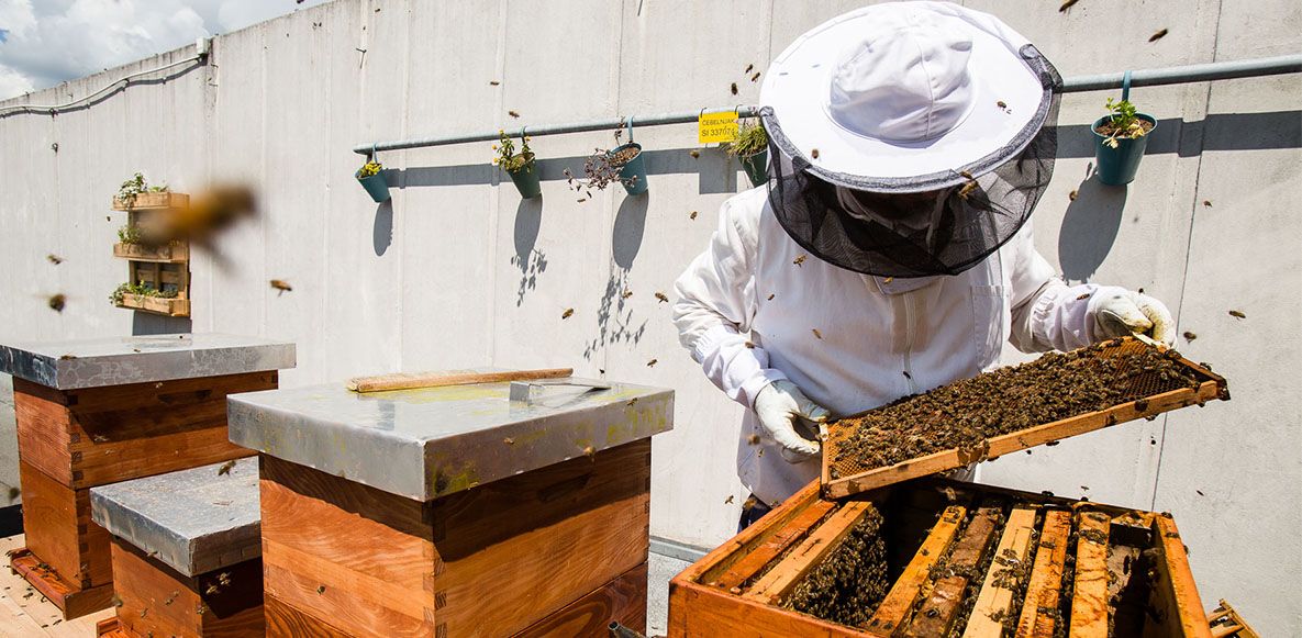 Solevia bees