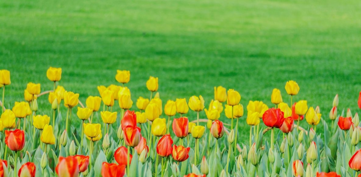 spring_0.jpg