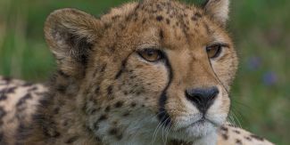 Allwetterzoo Allwetterzoo