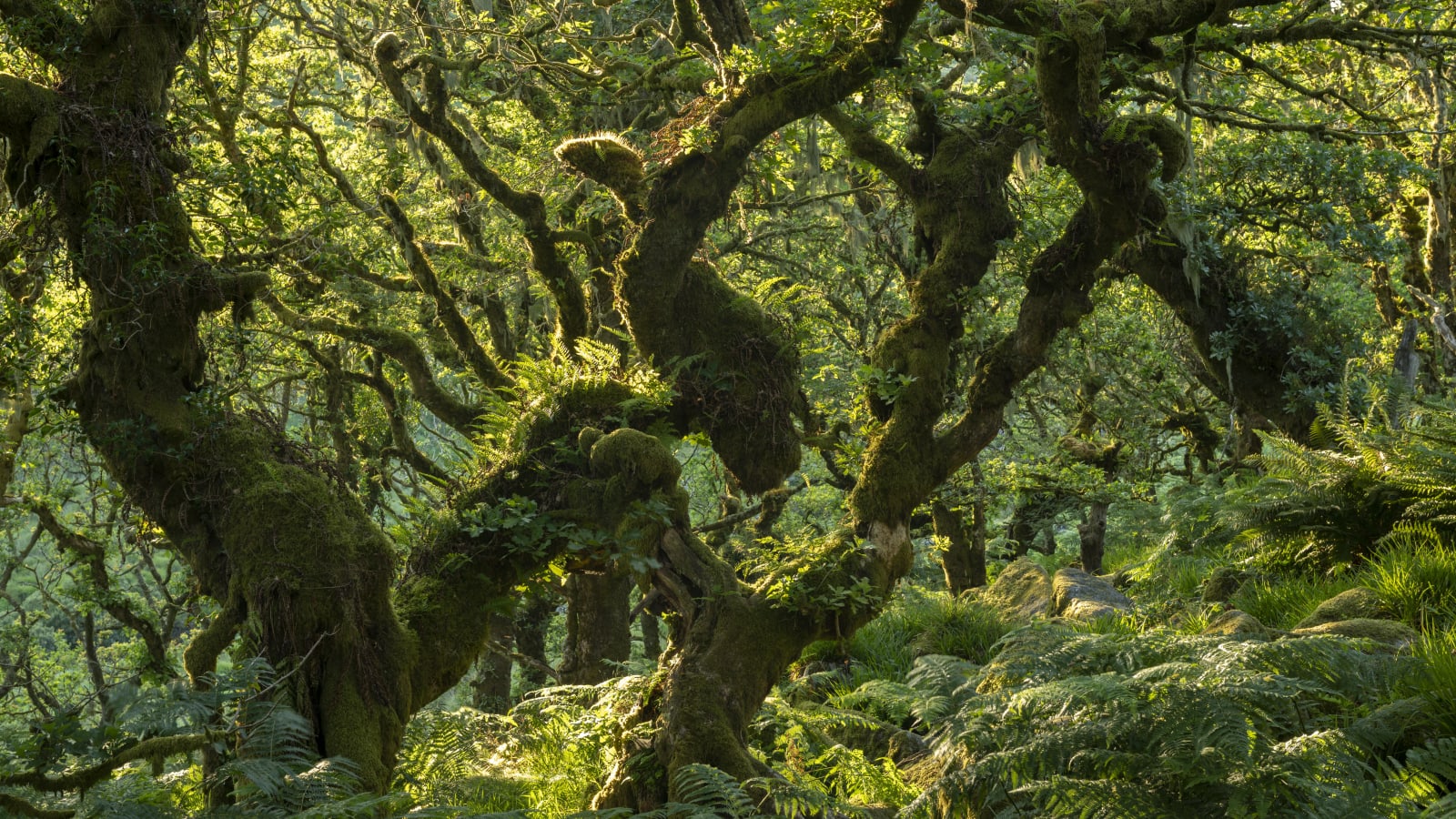 Wistman’s_Wood__Dartmoor_Adam_Burton_Photography.jpeg