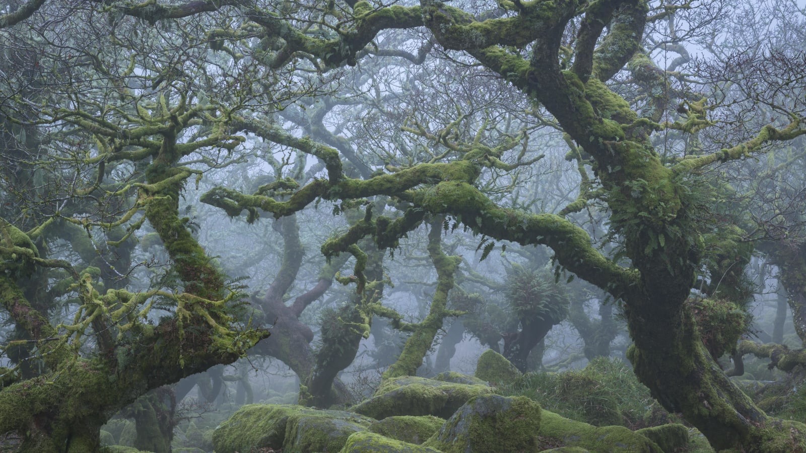 Deep_into_Fangorn__Dartmoor_Adam_Burton_Photography.jpeg